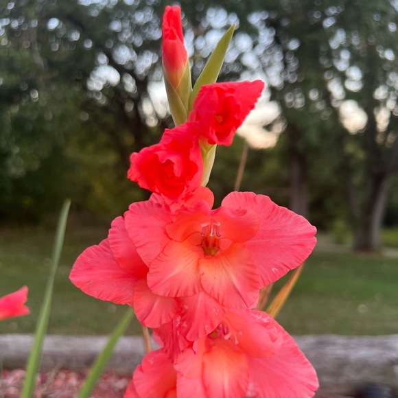 ✨✨YSL BAG GIVEAWAY APRIL 2025✨✨❤️this listing so you can be notified Thank you!! - Picture 13 of 16